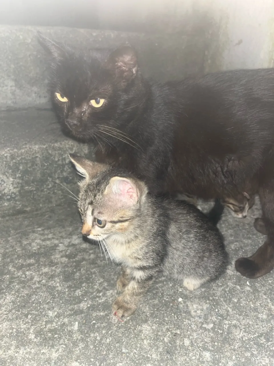 Gatinho filhote para adoção