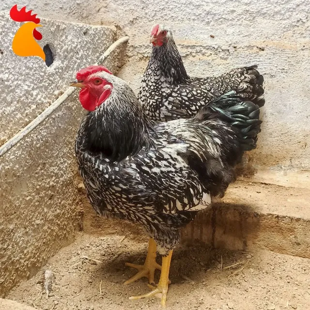 Ovos Galados Wyandotte Prata Laceado (dúzia)