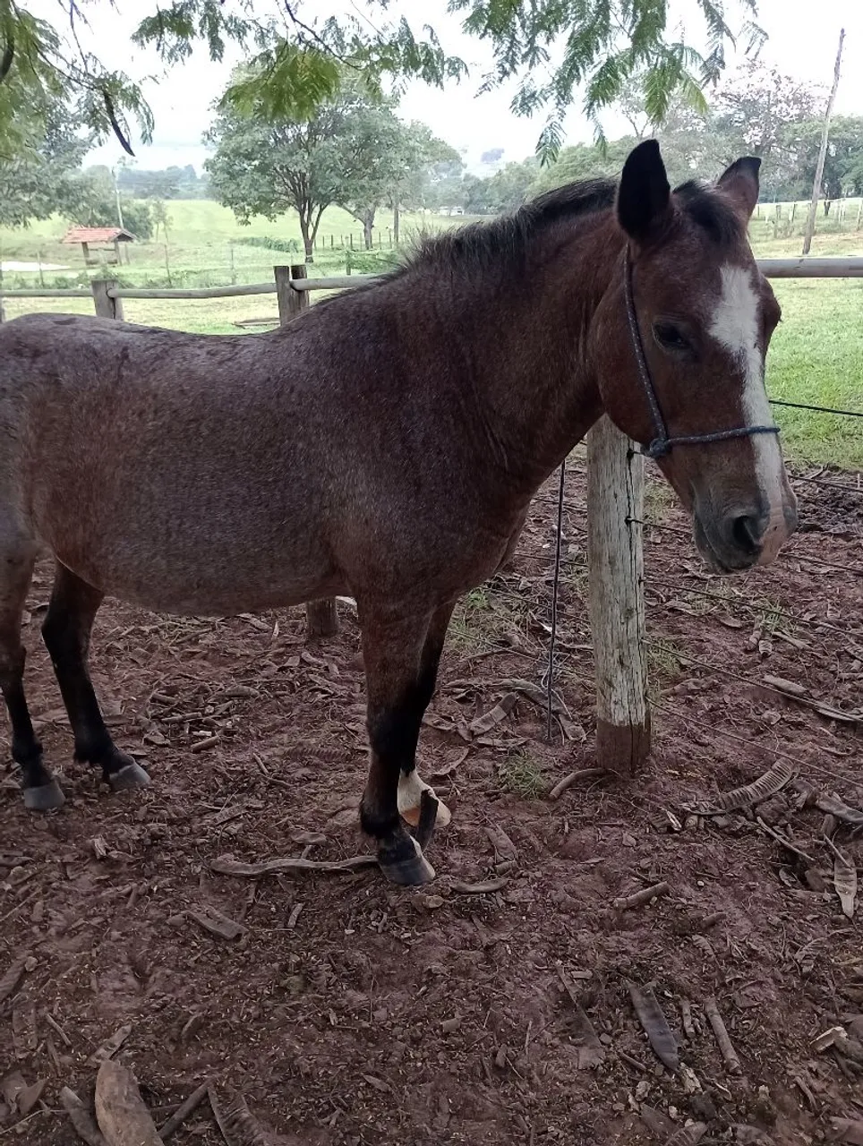 Cavalo para venda