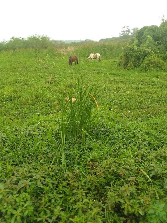 Vendo égua mestiça Criolo Prenha de cavalo paulista puro