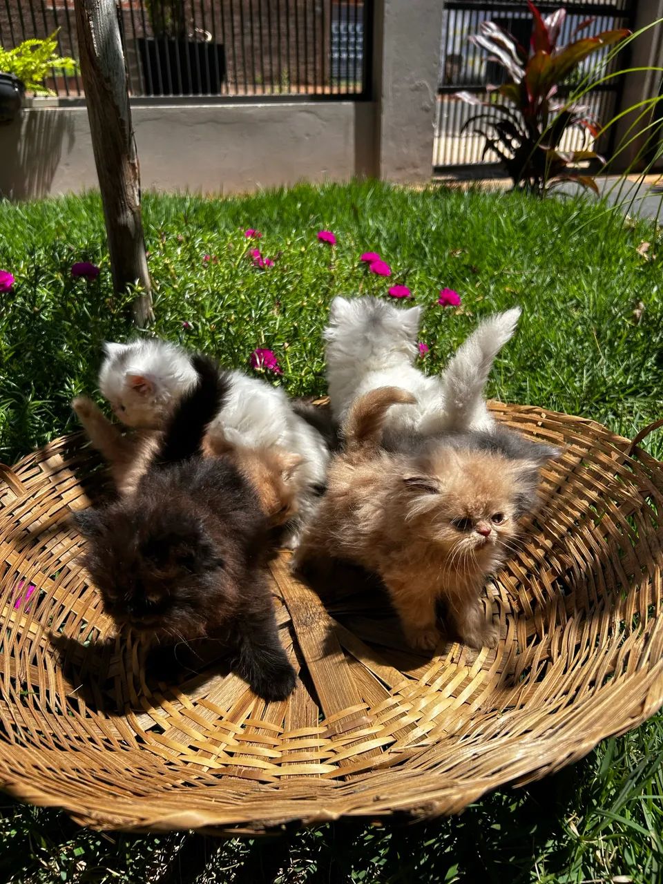 Persas machos e uma fêmea  - Foto 3