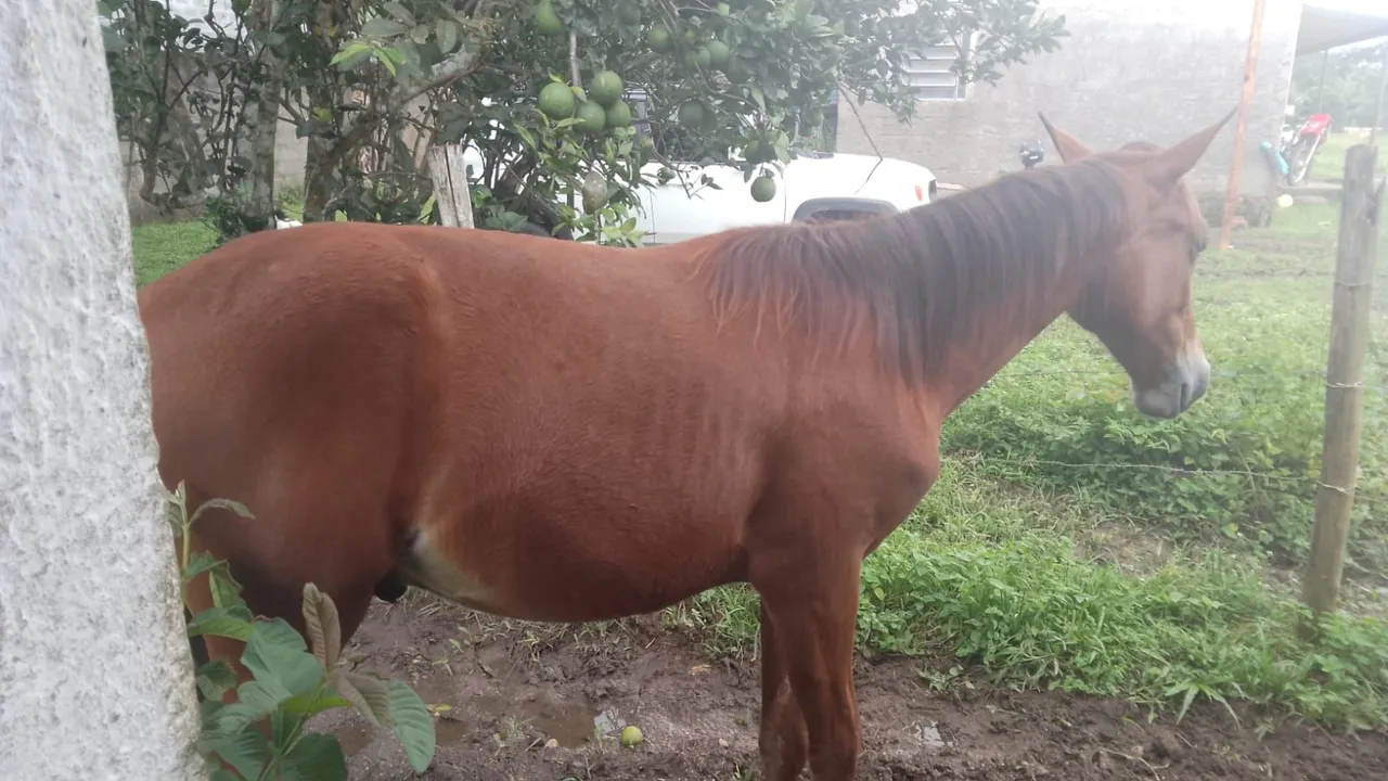 Cavalo Potro 1 ano