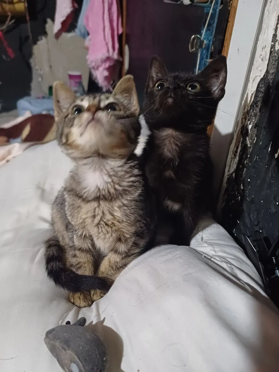 Gatinhos fofinhos para adoção