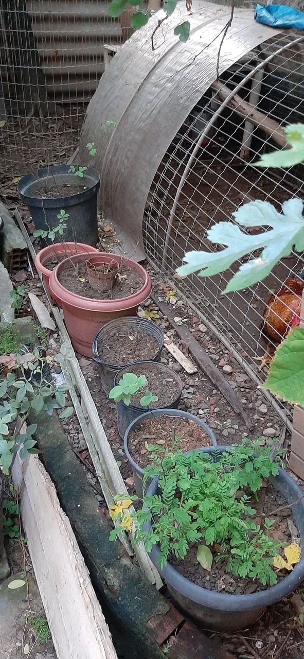 Galinheiro com um galo duas galinhas e gaiolas - Foto 2