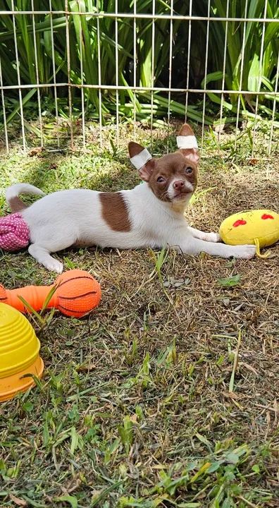 Chihuahua filhote - Foto 3