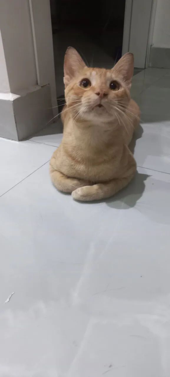 Gatinho macho Lindo e Charmoso para Adoção - Foto 2