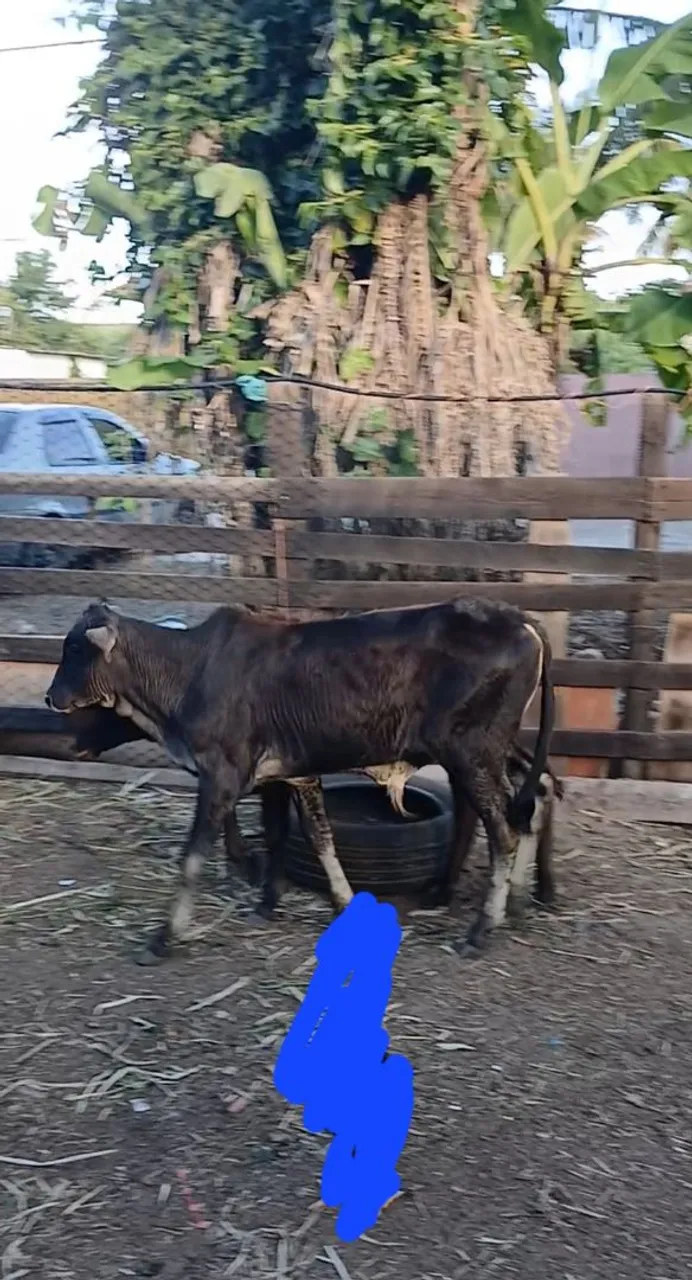 Vendo bezerro