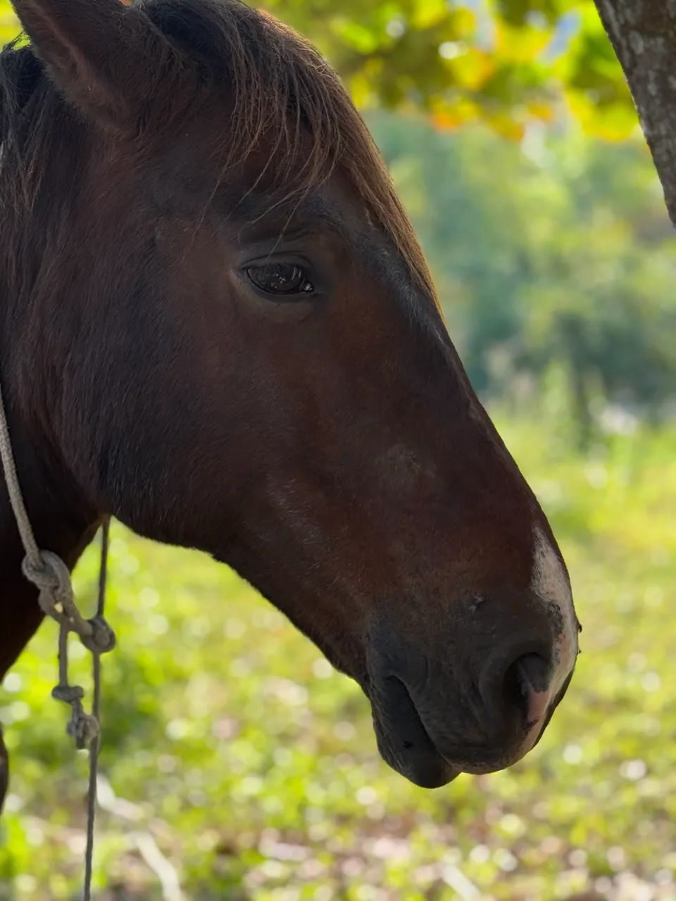 VENDO ou TROCO cavalo macho  - Foto 5