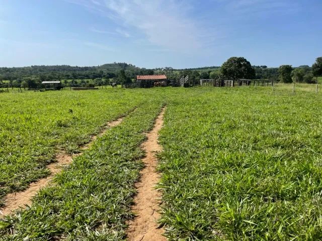 Fazenda à Venda Região nobre do TOCANTINS. - Foto 8