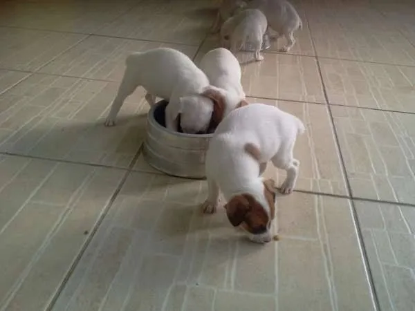 Lindos filhotes pequenos