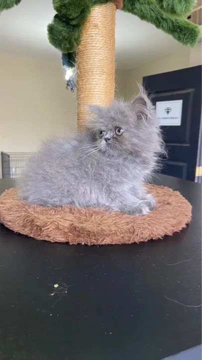 Entrega grátis  - Foto 2