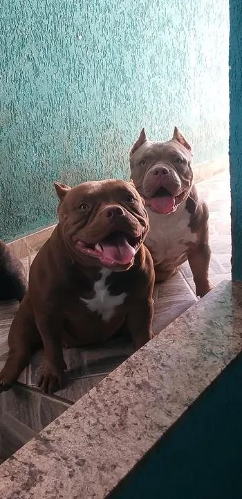 América Bully 