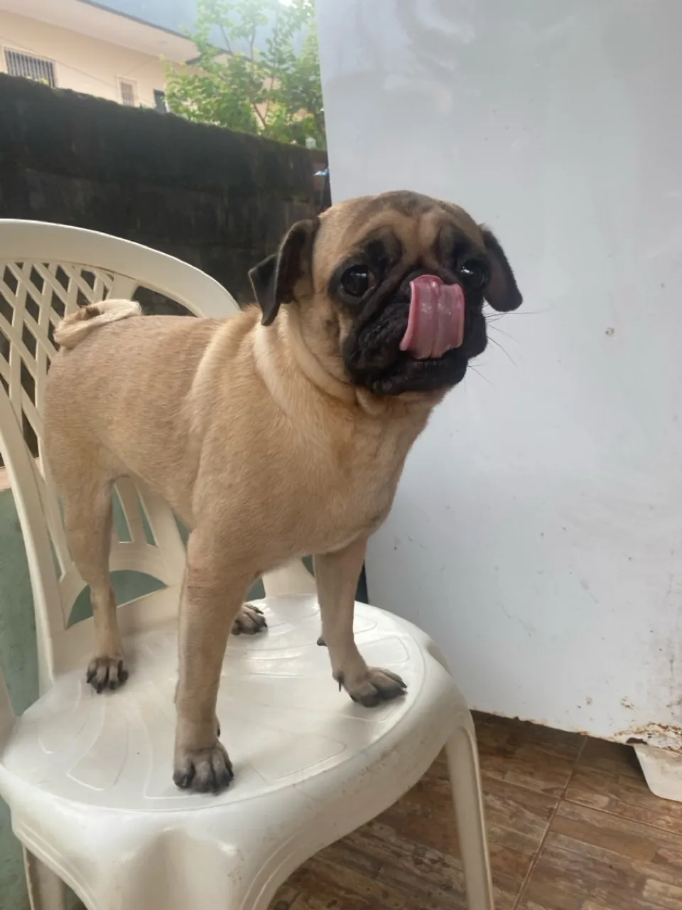 Pug procurando namorado!