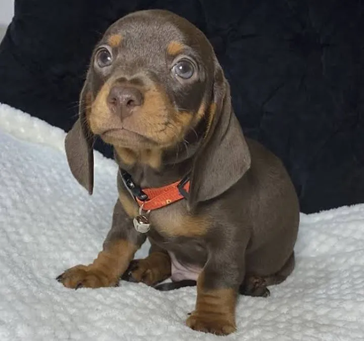 MINi SALSICHA BASSET TECKEL