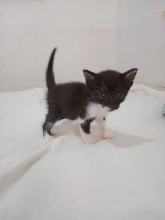 Gatinhos para adoção - Foto 2