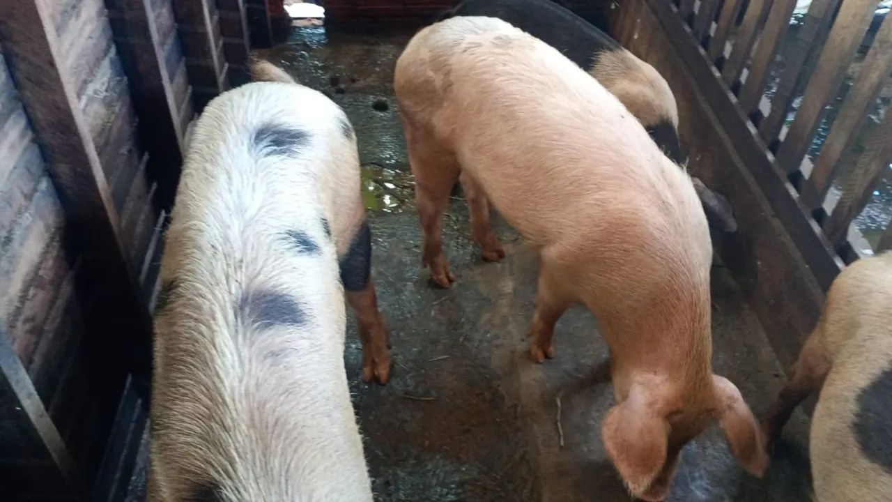 Porcos a venda 15 o kg porco vivo  - Foto 2