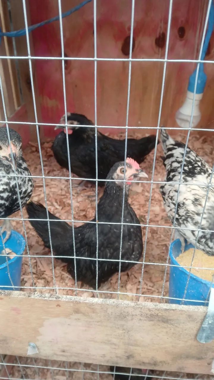 Pintinho garnize  - Foto 3