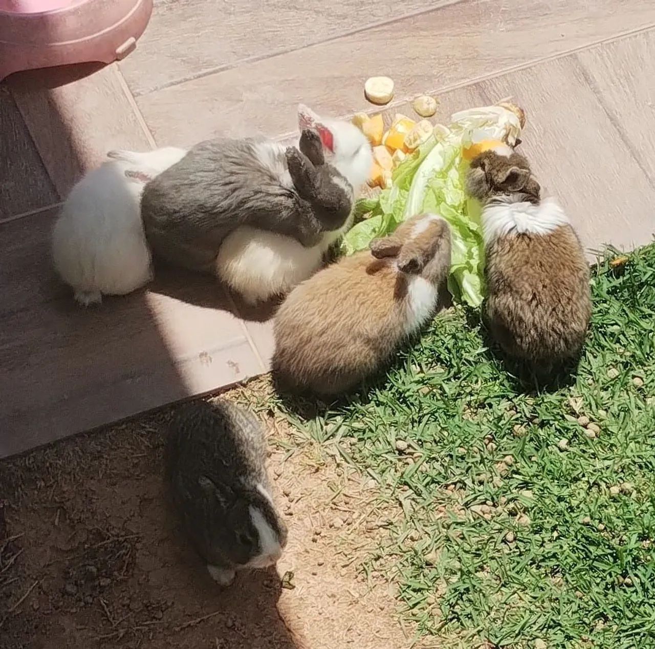 Filhotes de Mini Coelho64169288467459123