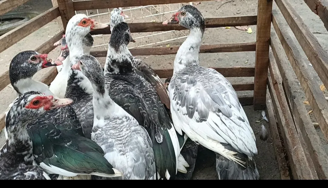 Patos cores variadas