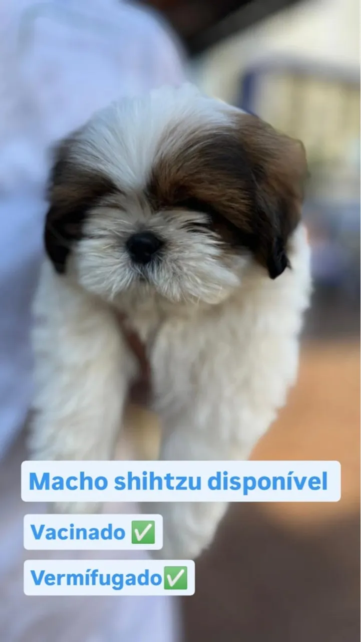 Shih Tzu Macho Disponível - Filhote Fofo