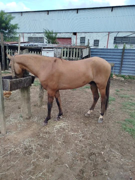 Cavalo campolina  - Foto 6