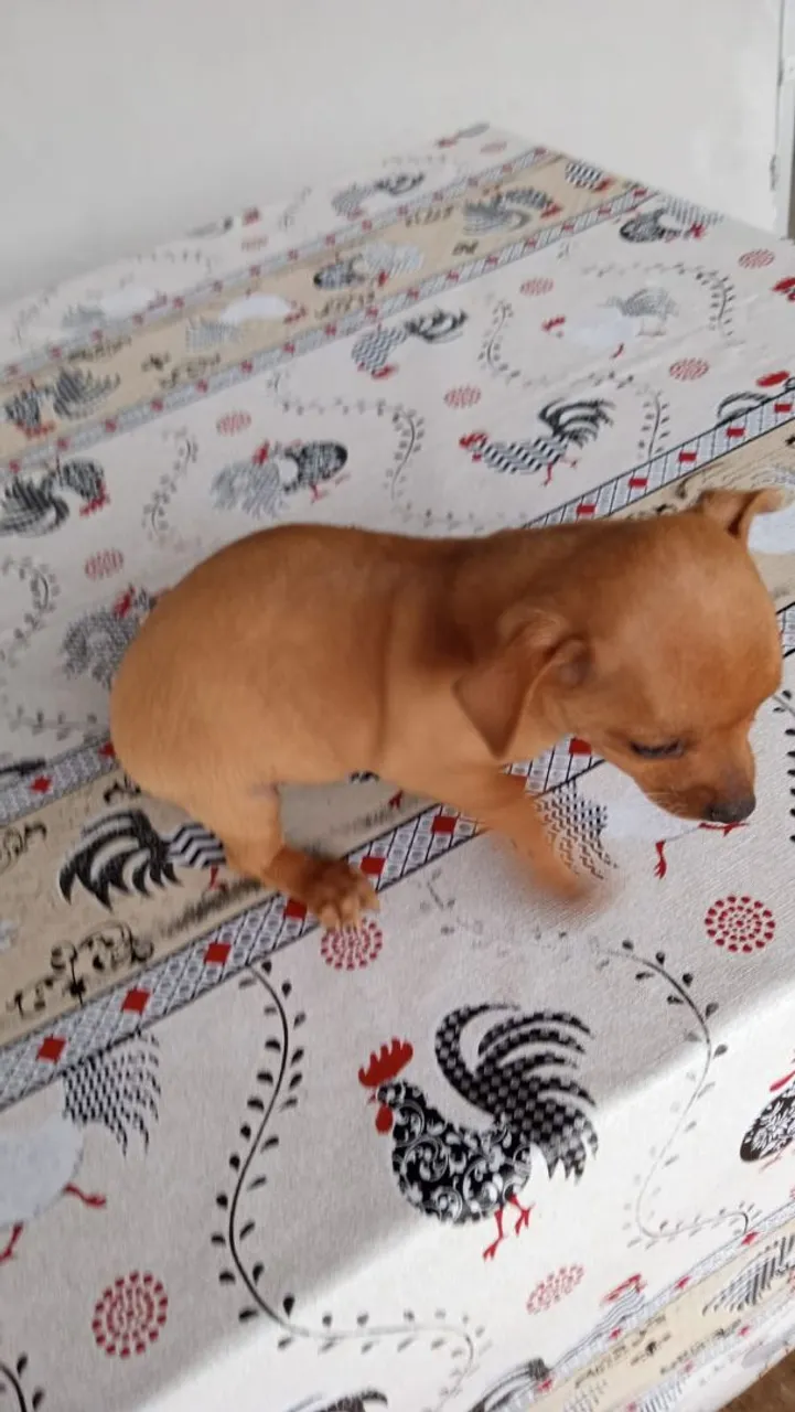 Filhote de Pinscher Miniatura