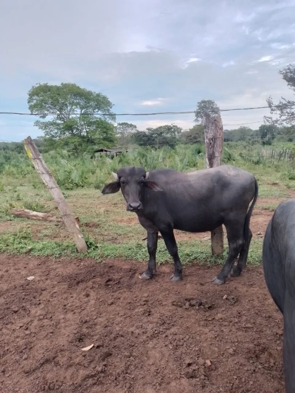Búfalo murrah macho