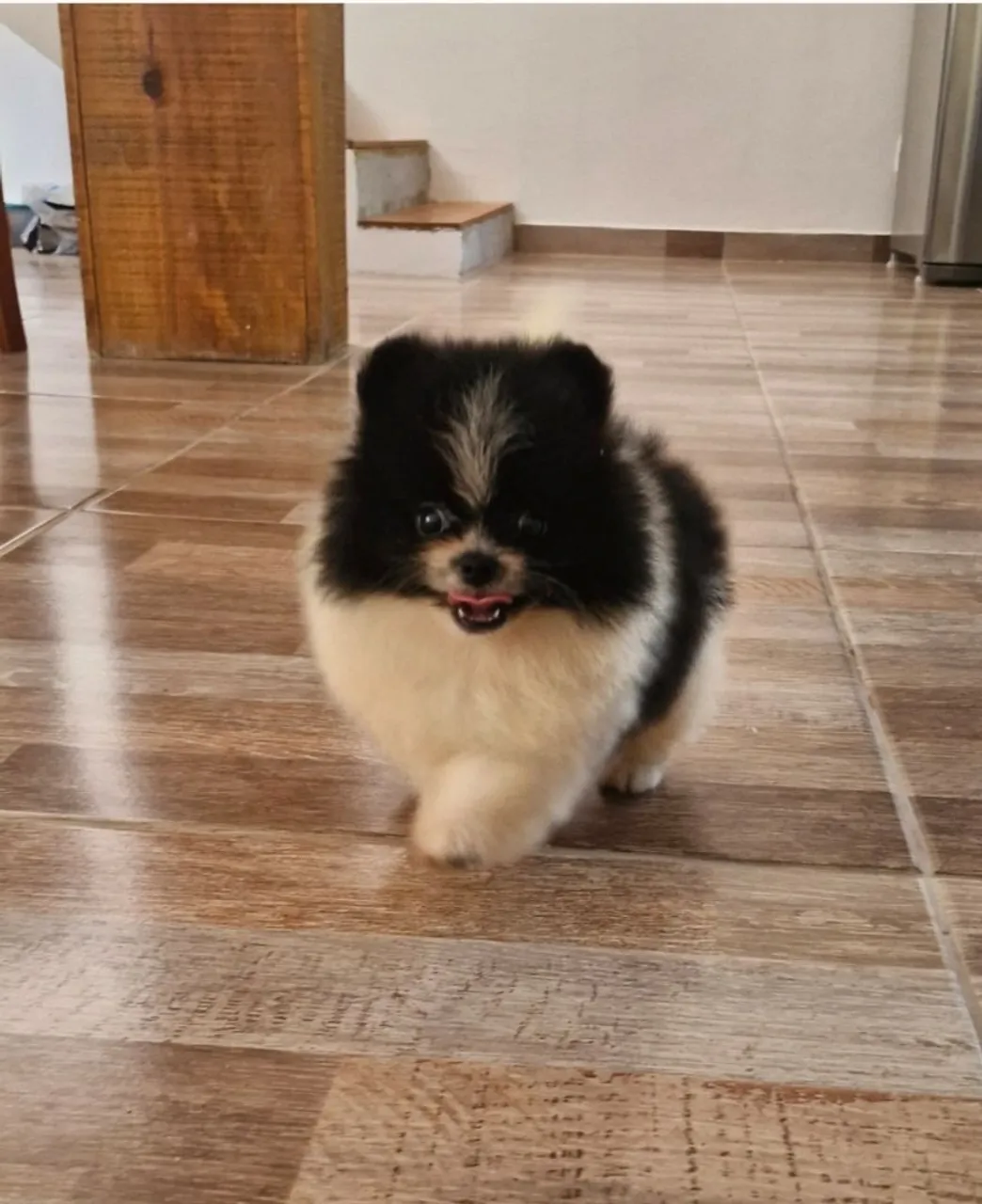 LINDOS FILHOTES DE SPITZ ALEMAO ANAO