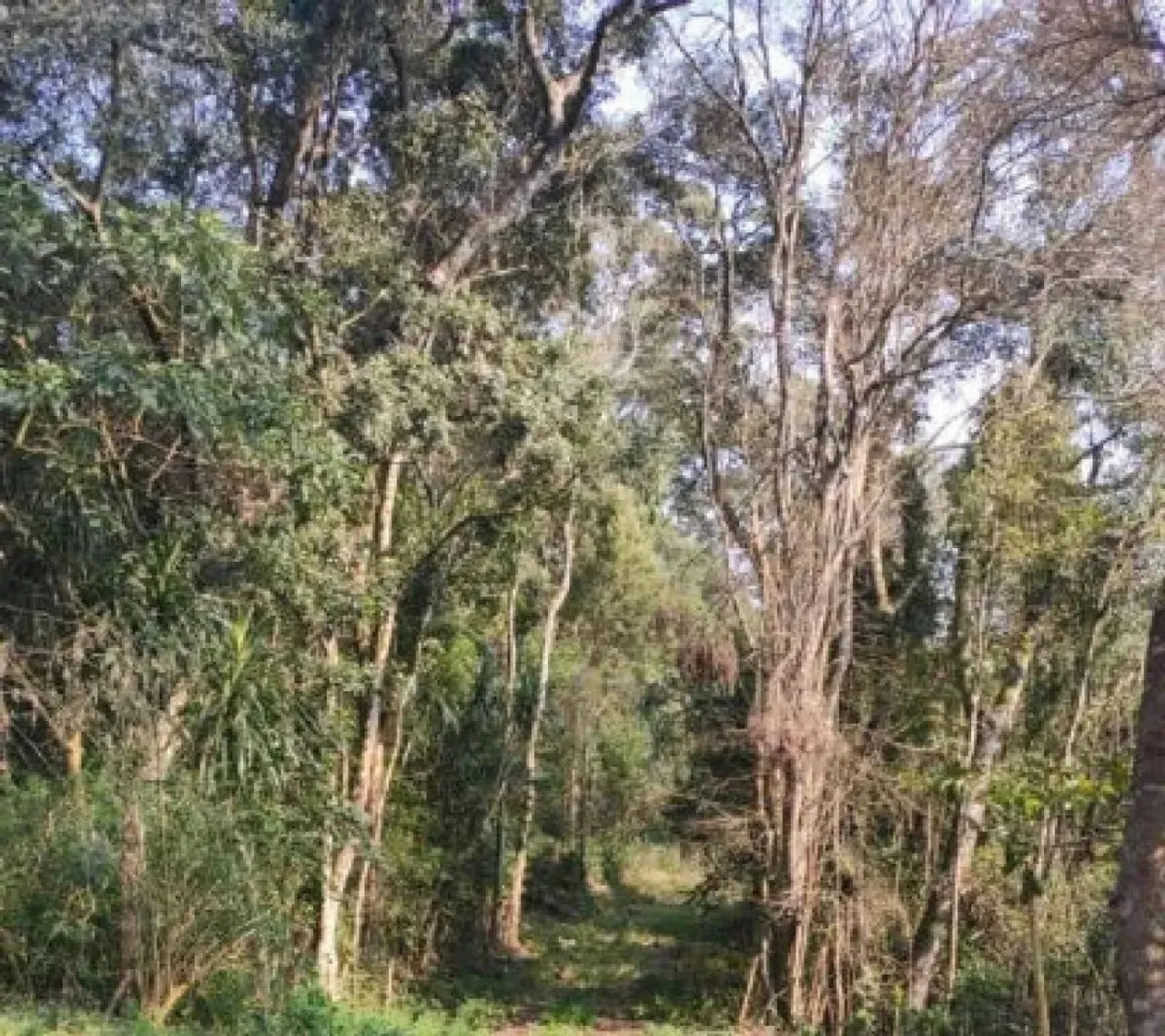 TERRENO NA RUA ZILAH WALLBACH PRESTES, BUTIATUVINHA