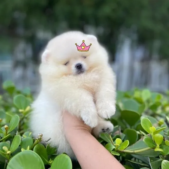 A mais linda chegou Lulu da Pomerânia Ursinha
