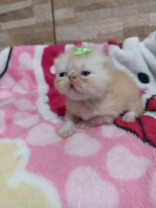 Gato Persa Fêmea - Canoas/RS - Foto 3