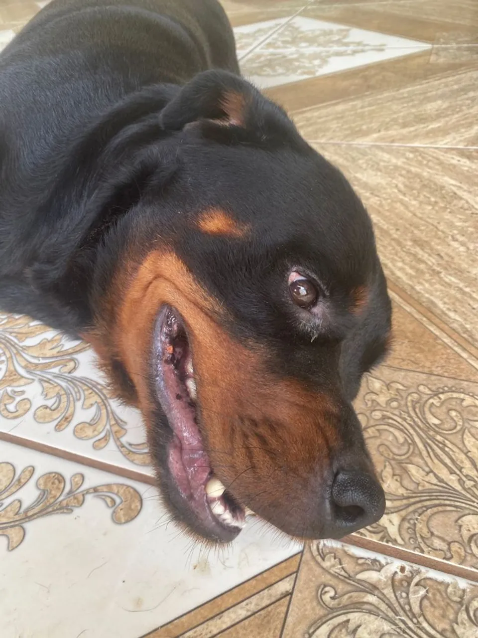 Rottweiler lindo e charmoso para adoção