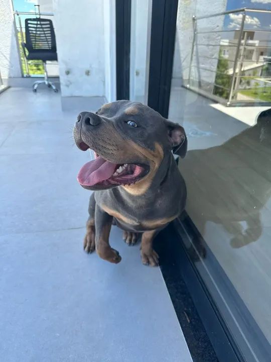 American Bully com 7 meses, macho