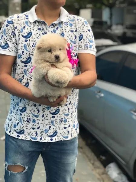 Chow Chow os mais saudaveis e legetimos pacotinhos de amor  - Foto 2
