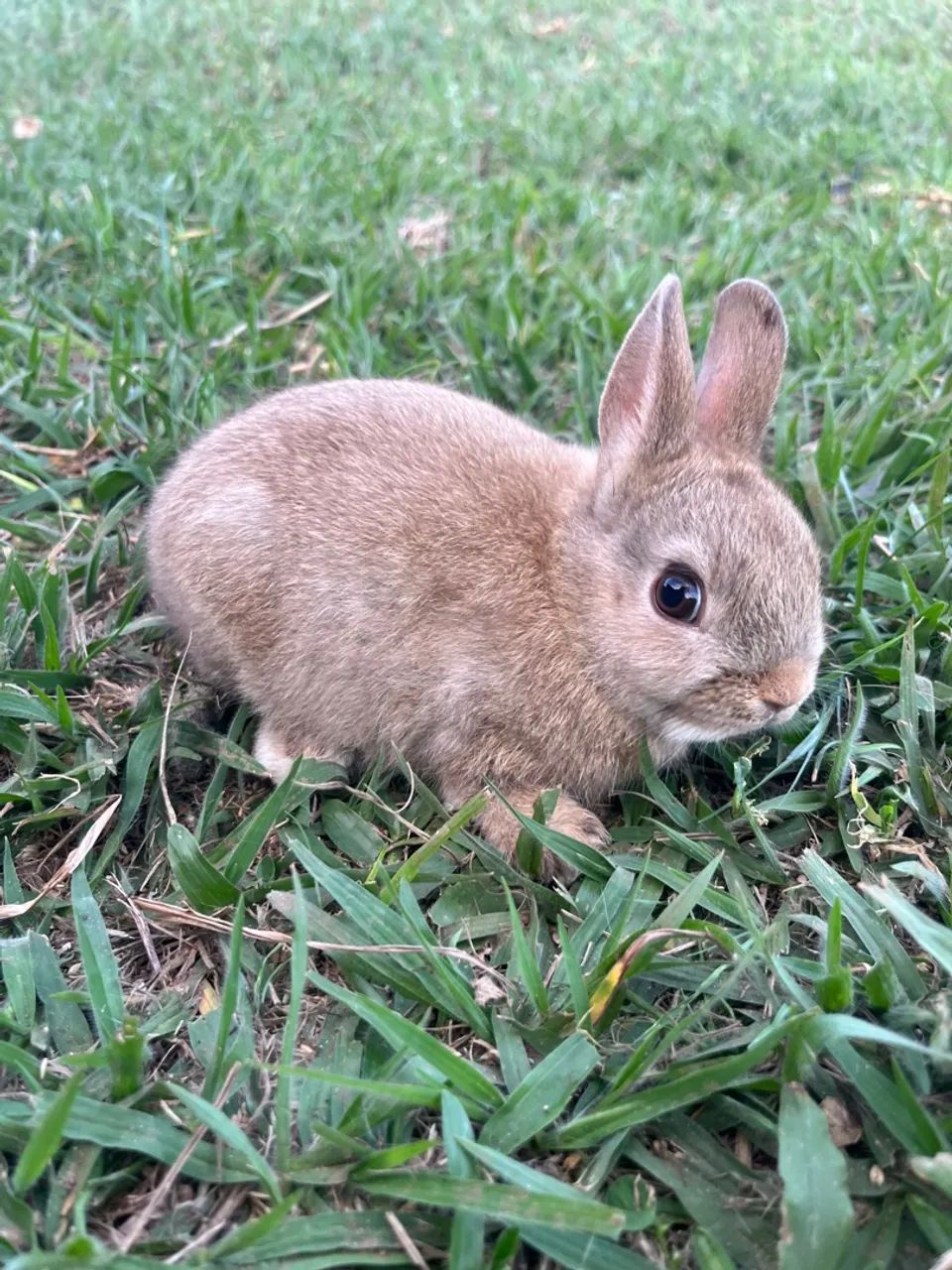 Mini coelho, Netherland  - Foto 4