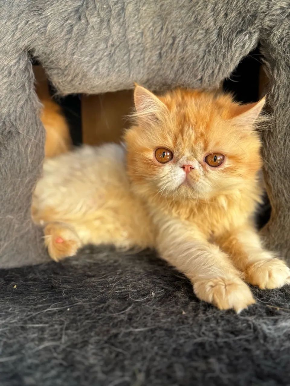 Linda filhote persa!! - Foto 2