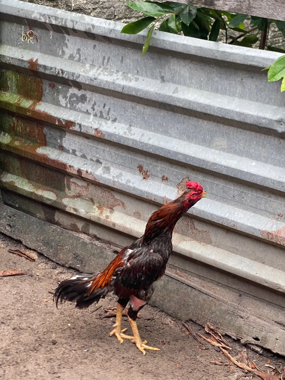 Galo Barbudo 