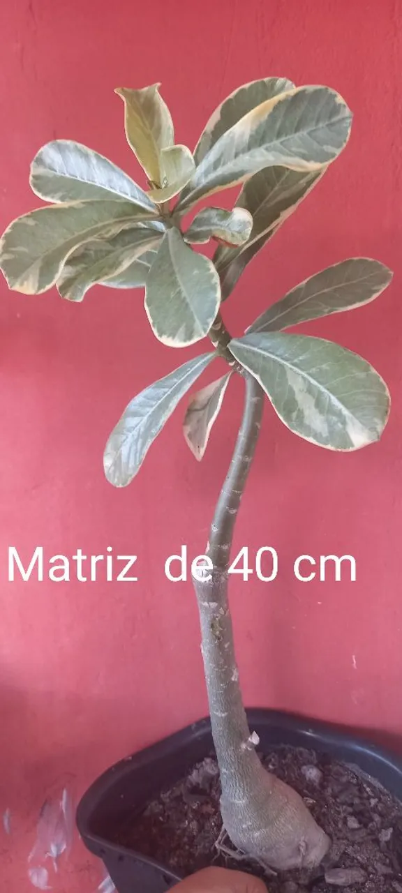 Promoção: qualquer espécie de variegata $90