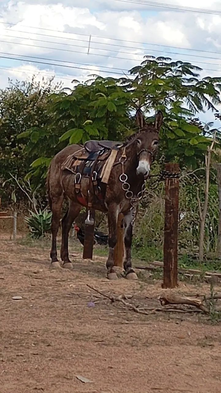 Burro de Confiança  - Foto 5