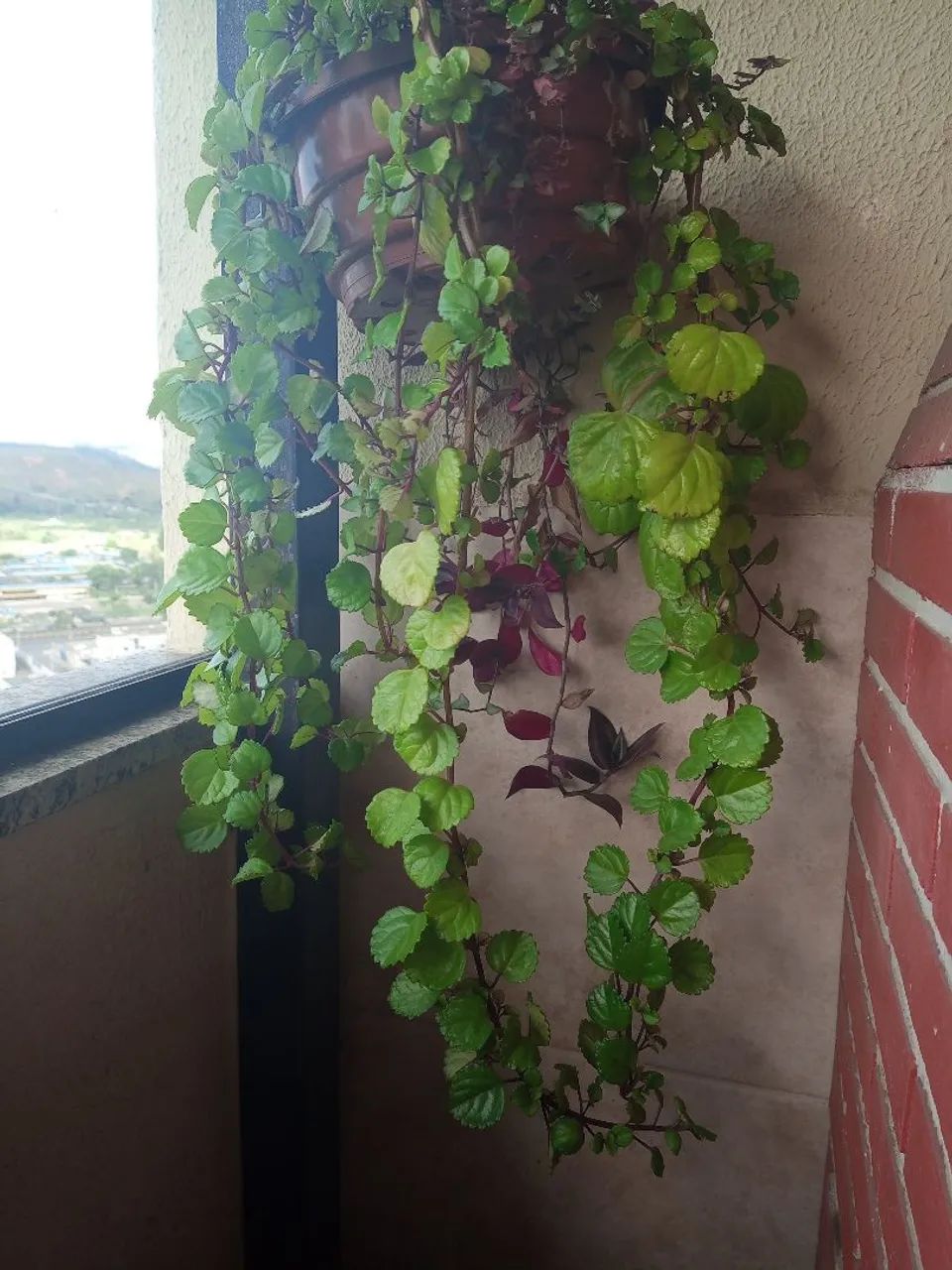 Galho da planta dólar galho com 15 cm