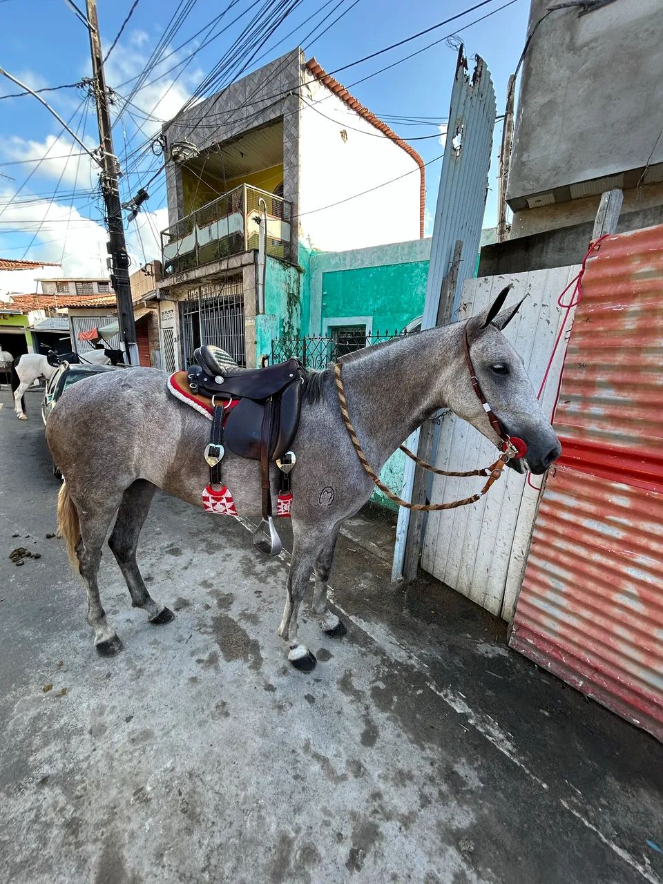 Égua mangalarga marchador - Animais para agropecuária - Cidade Nova, Feira  de Santana 1441212517 | OLX