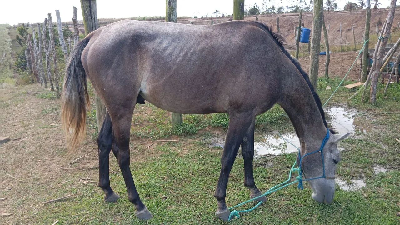 Cavalos a venda 
