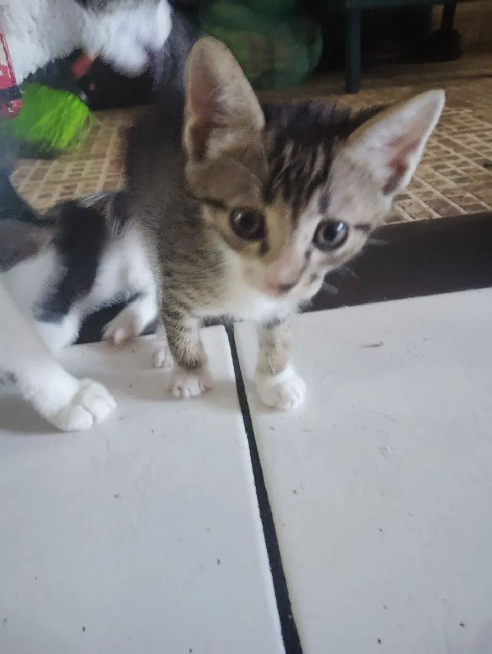 Gatinhas para adoção 