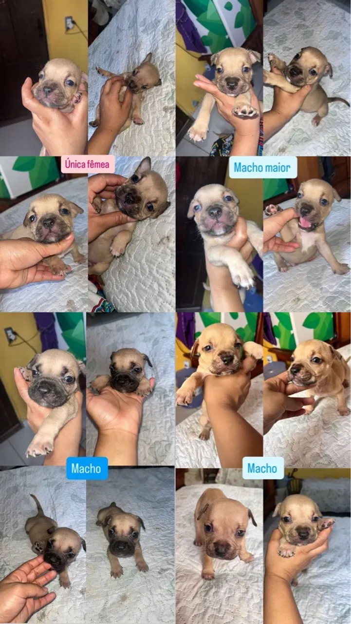 Filhotes de pitbull e american bully