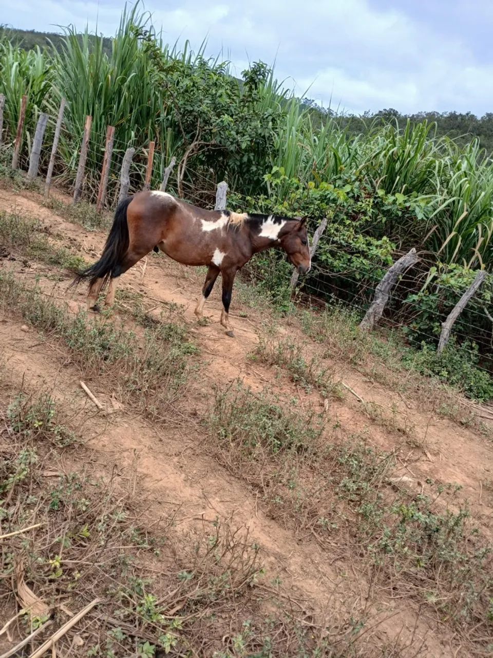 Podro pampa para domar