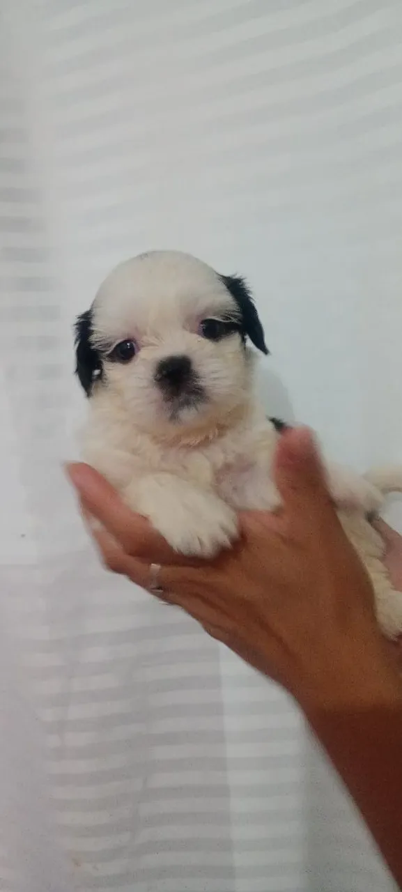 Filhote de Shih Tzu - Puro e Charmoso! Macho 