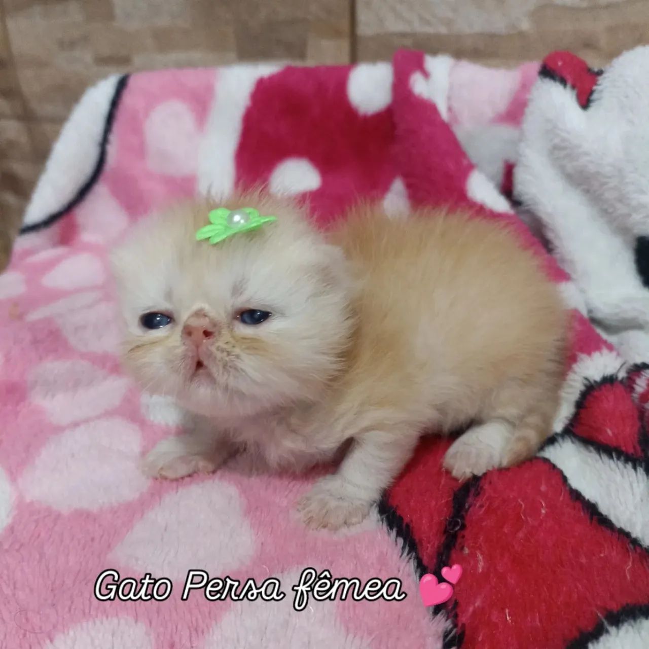 Gato Persa Fêmea - Canoas/RS