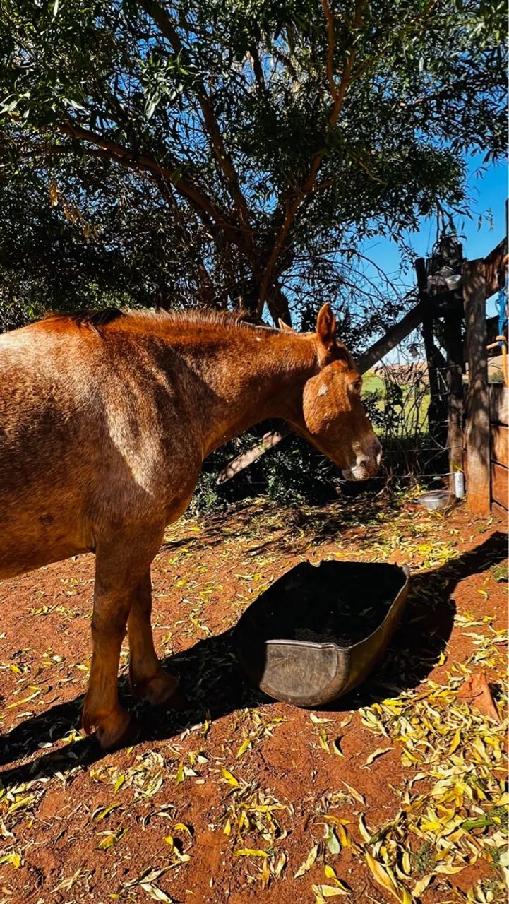 Cavalo Petiço manso  - Foto 2