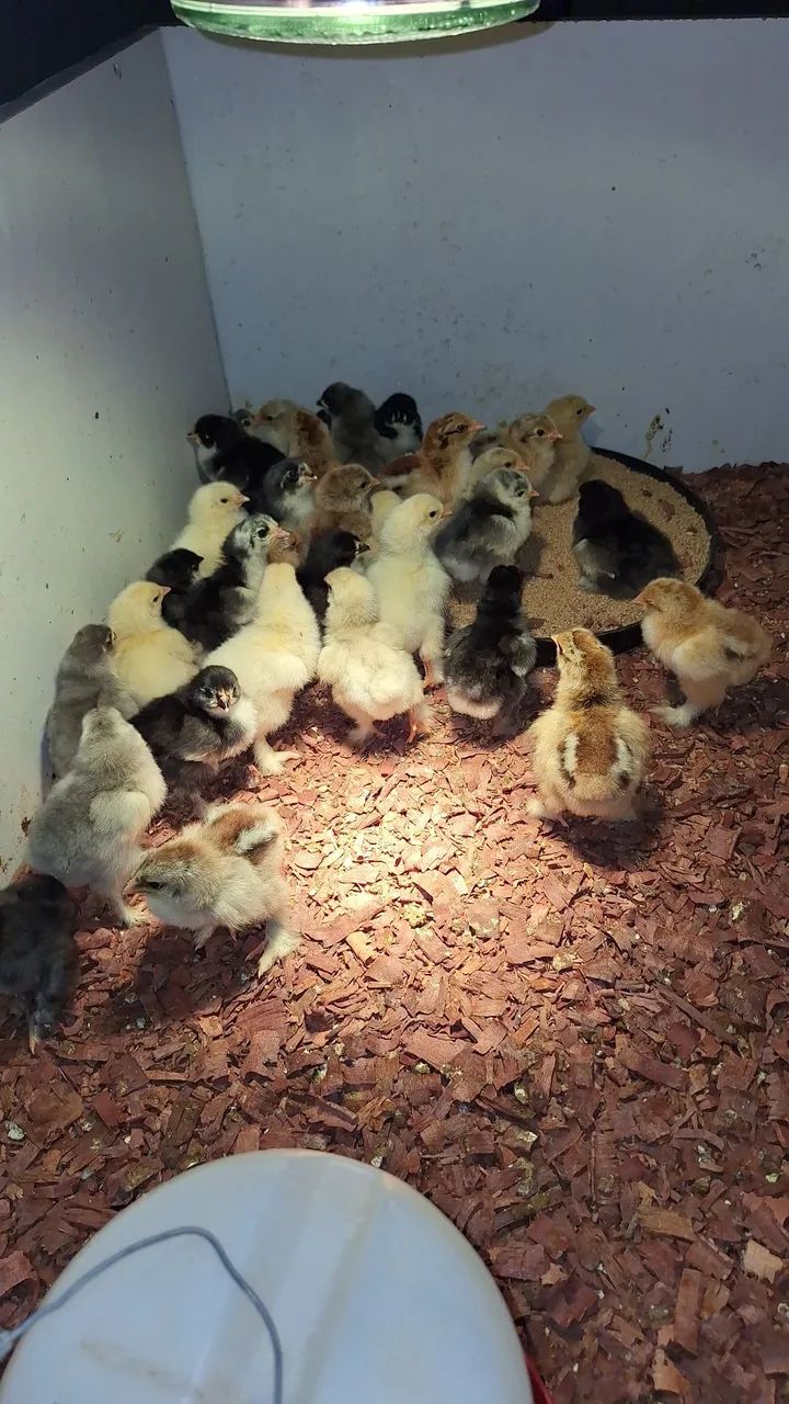 Pintinhos raça brahma - Foto 2
