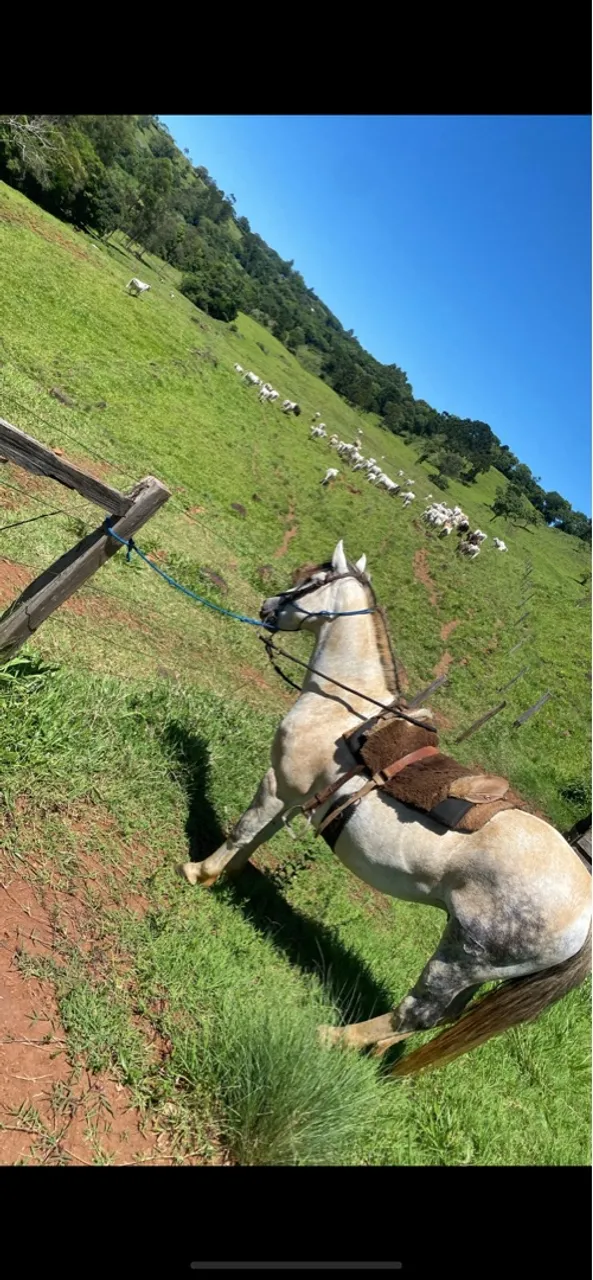 Cavalo confirmado 